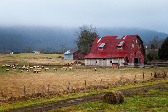Red Barn and Sheep
