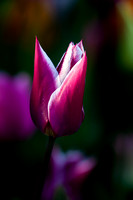 IMG_7988 deep purple parrit tulip