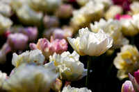 IMG_8134 white tulip