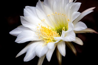 IMG_8217 white catus flower