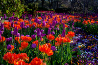 _MG_6124 purlpe & orange tulips
