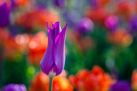IMG_7676 purple tulip 2015
