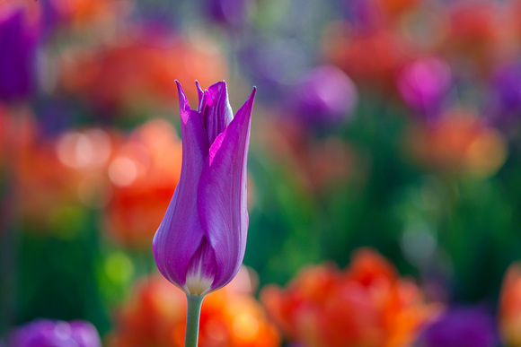 IMG_7676 purple tulip 2015
