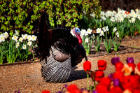 IMG_7787 Turkey in the tulips 2015