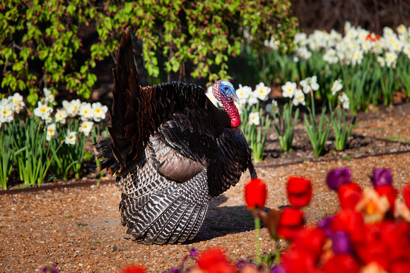 IMG_7787 Turkey in the tulips 2015