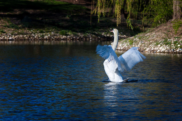 IMG_7392 Swam stretching his wings 2015