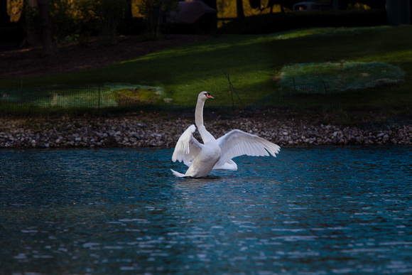 IMG_7505 flap my wings swan