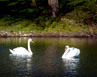 IMG_7290 two swans