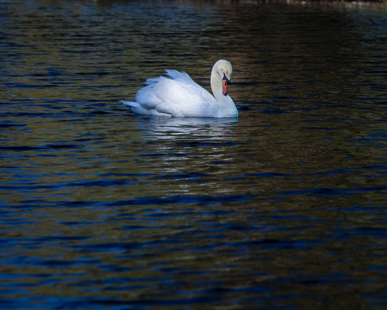 IMG_7325 swan Lake