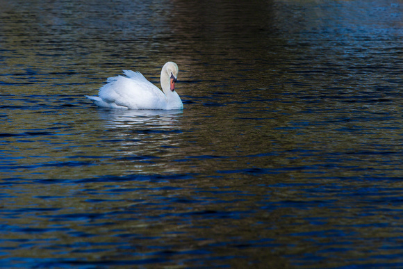 IMG_7325 Swan swimming 2015