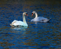 IMG_7348 two swans