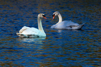 IMG_7348 two swans 4x6