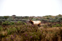 Elk at Point Reyes, CA