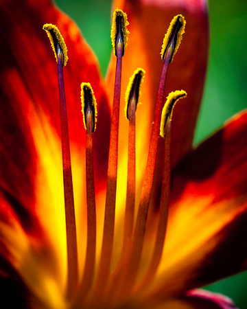 Day lily orange, red, yellow