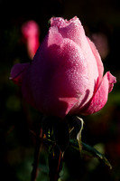 Pink rose with water droplets on it