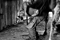 IMG_9707  shoeing under the horse