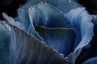 Blue cabbage with water droplets, 2015