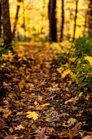 Yellow leaf on the pathway