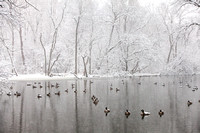 geese pond on salt creek 2015