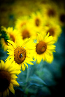 _57A3866 sunflower bumble bee boca 2023