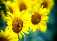 _57A3866 sunflower bumble bee boca 2023 5x7