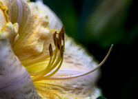 2019-06- yellow daylily