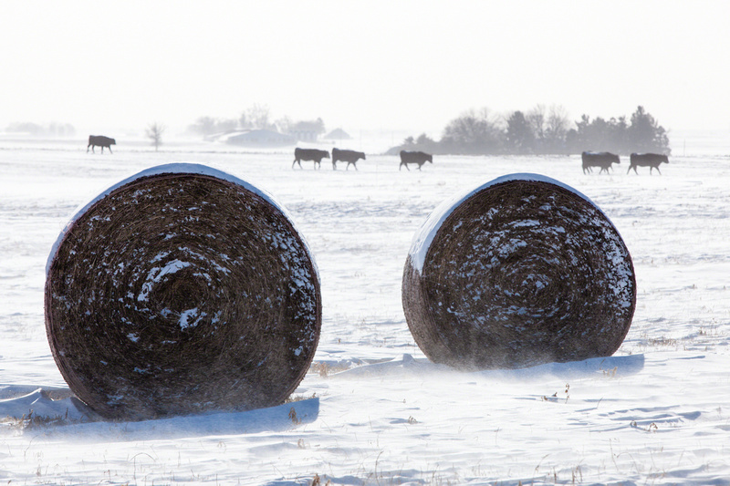 Cornstalk Bales