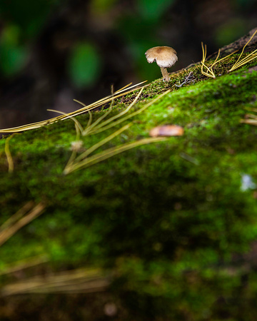 Tiny Fall Mushroom