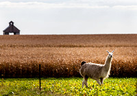 Lama on Country Farm