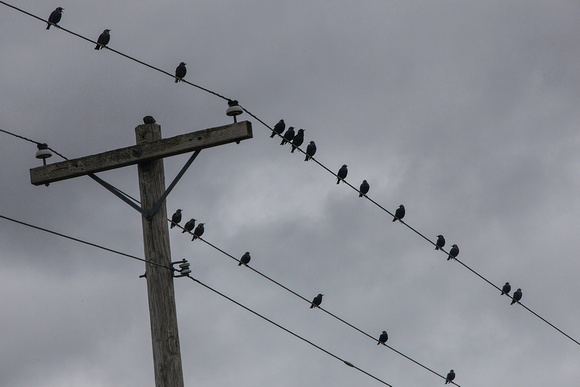 Black Birds on a Wire