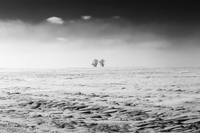 Two Lonely Trees