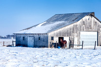 Horse Standing in Front of White Barn in Winter