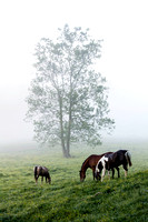 Horses in Fog