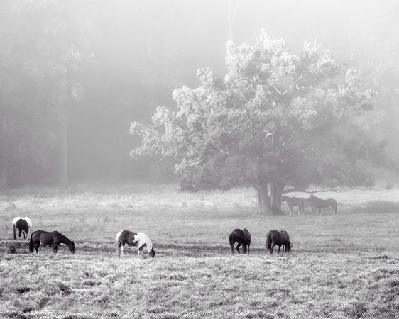 Foggy morning in Cade's Cove