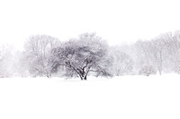 Lone Snowy Tree