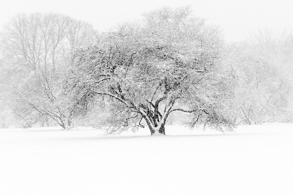 Snowy Tree 2015